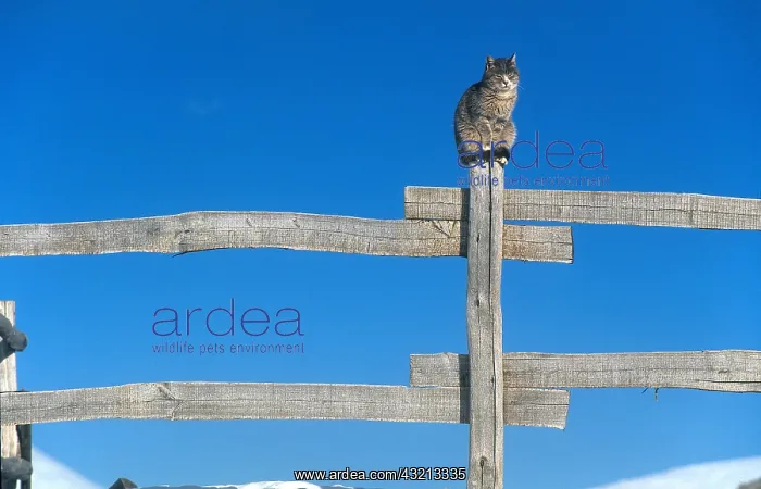 : Cat sitting on a wooden fence Lombardy Italy Alps : Cat sitting on a wooden fence Lombardy Italy Alps
