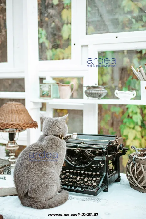 : Cat sitting on working desk next to Vintage old : Cat sitting on working desk next to Vintage old