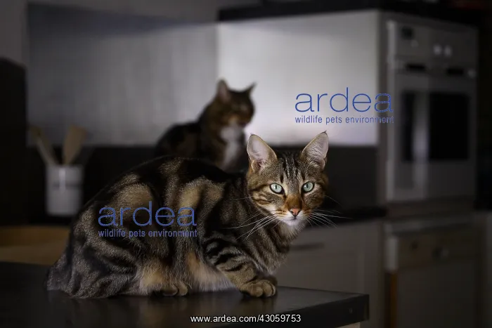 : Cat sitting on a worktop in the kitchen France : Cat sitting on a worktop in the kitchen France