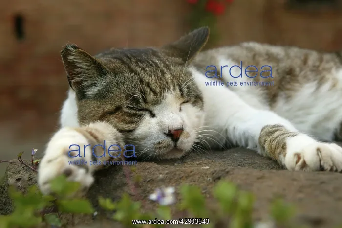  : Cat - Sleeping