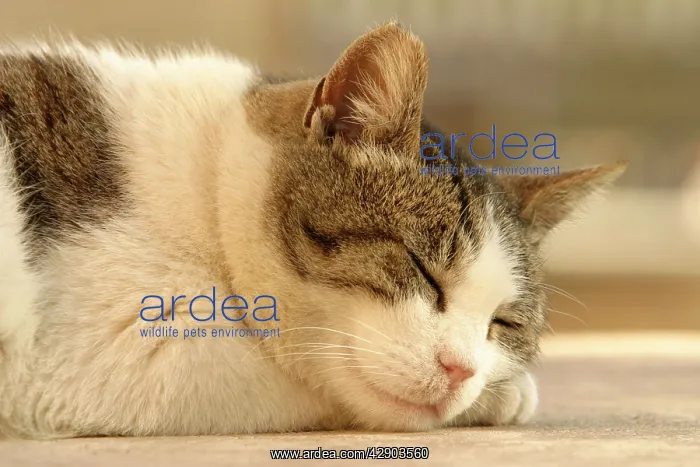 : Cat - Sleeping : Cat - Sleeping