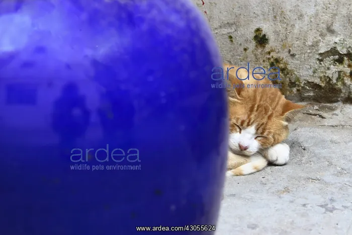 : Cat sleeping in an alley in the medina Essaouira : Cat sleeping in an alley in the medina Essaouira