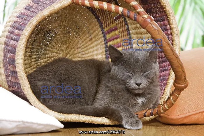 : Cat - sleeping in basket : Cat - sleeping in basket
