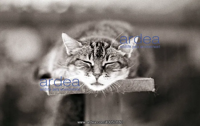  : Cat sleeping on a bench Refuge of Beauregard France