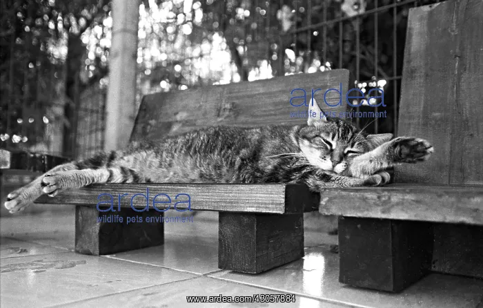 : Cat sleeping on a bench Refuge of Beauregard France : Cat sleeping on a bench Refuge of Beauregard France