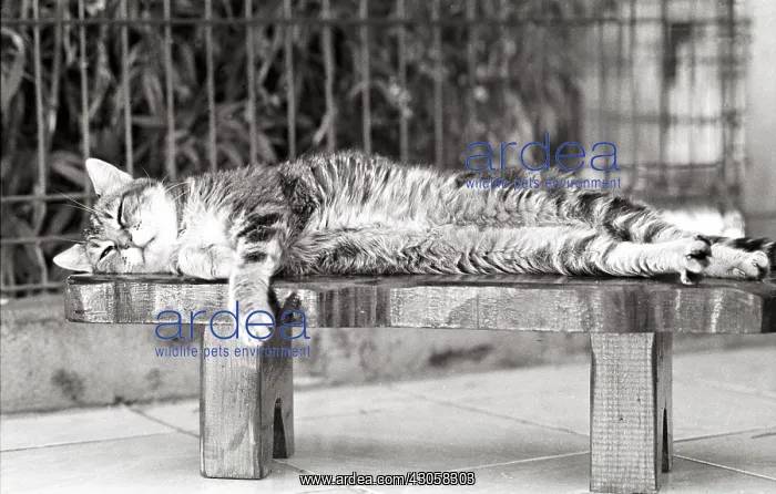 : Cat sleeping on a bench Refuge of Beauregard France : Cat sleeping on a bench Refuge of Beauregard France