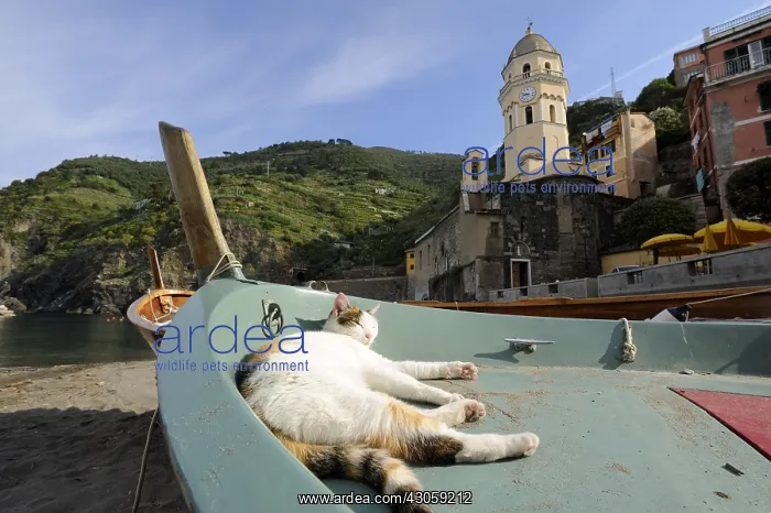 : Cat sleeping in a boat Vernazza Cinque Terre NP Italy : Cat sleeping in a boat Vernazza Cinque Terre NP Italy