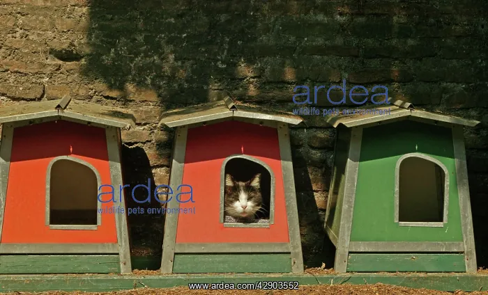 : Cat - Sleeping in box