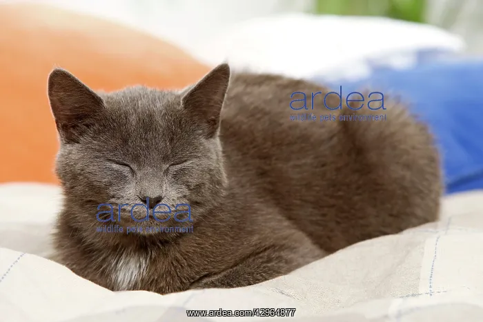  : Cat - sleeping on cushion