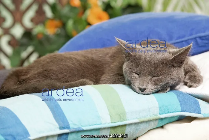 : Cat - sleeping on cushion : Cat - sleeping on cushion