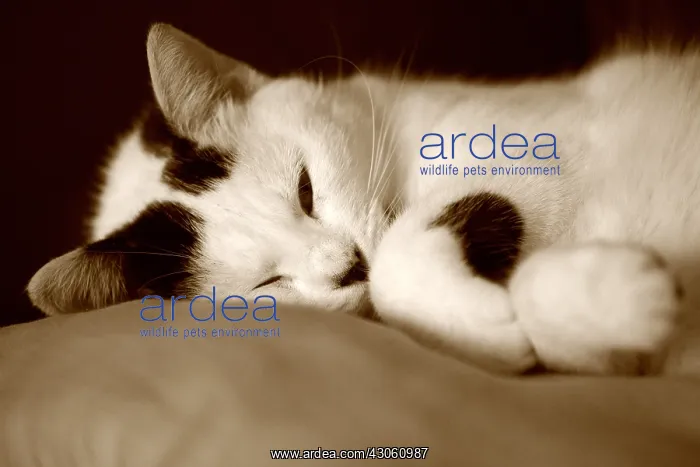 : Cat sleeping on a cushion Picardie France : Cat sleeping on a cushion Picardie France