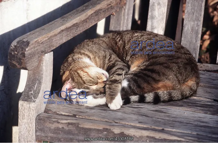 : CAT - sleeping on garden bench : CAT - sleeping on garden bench