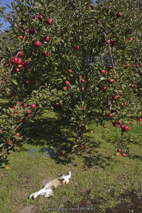 : Cat sleeping near an apple tree Manche France : Cat sleeping near an apple tree Manche France