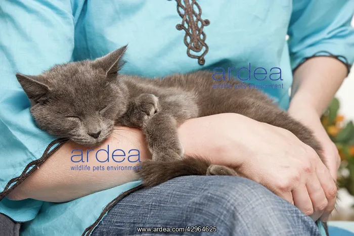  : Cat - sleeping in owners arms