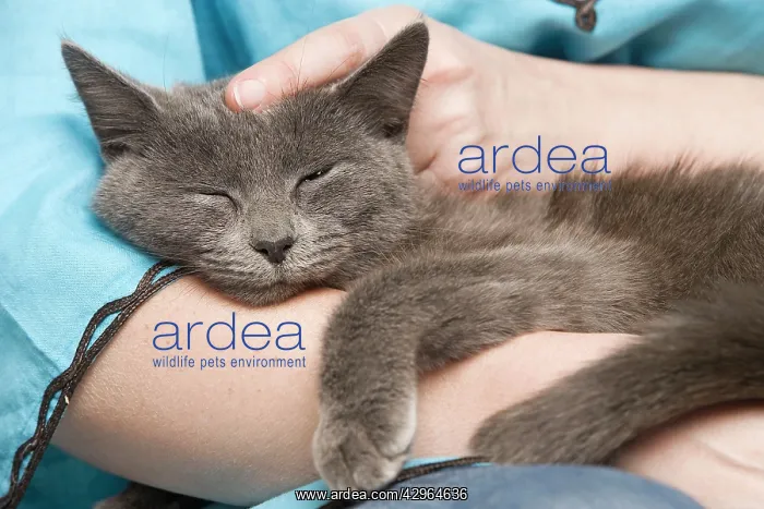 : Cat - sleeping in owners arms : Cat - sleeping in owners arms