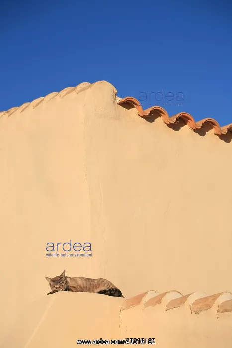: Cat sleeping in the sun on a roof against a blue : Cat sleeping in the sun on a roof against a blue