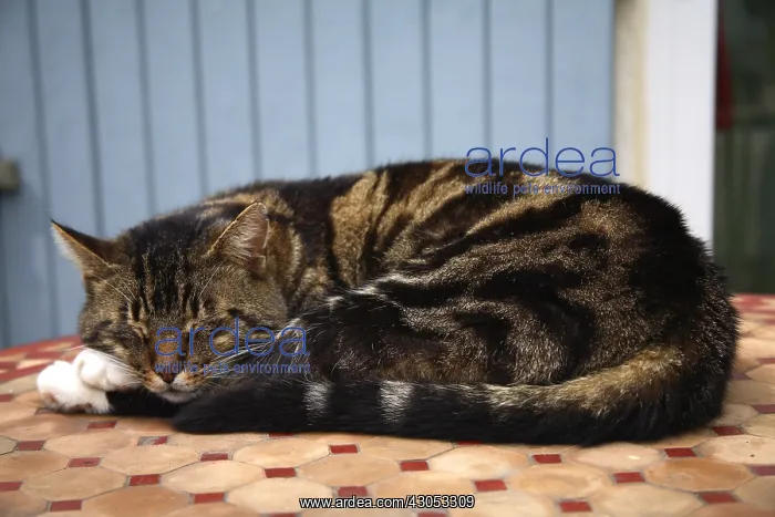 : Cat sleeping on a table : Cat sleeping on a table