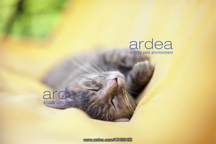 : Cat sleeping on a yellow blanket : Cat sleeping on a yellow blanket