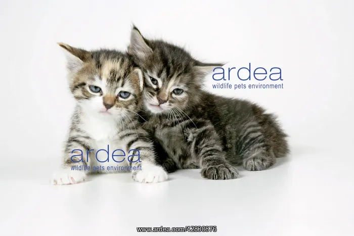  : Cat - Two sleepy kittens lying on each other