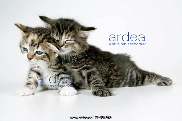 : Cat - Two sleepy kittens lying on each other : Cat - Two sleepy kittens lying on each other