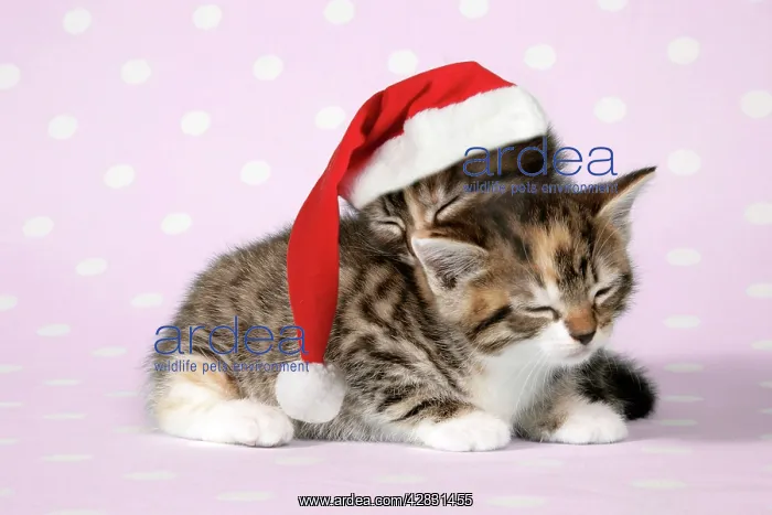  : Cat - two sleepy kittens, one wearing a Christmas hat