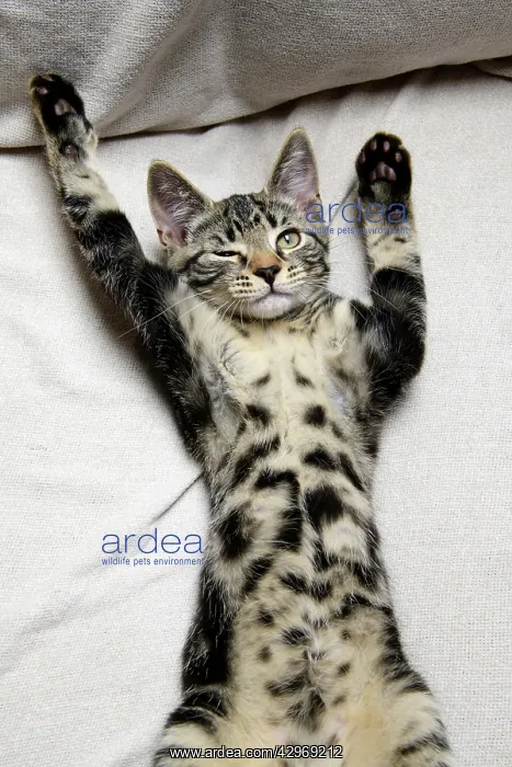  : CAT. sleepy tabby kitten laying on its back with paws up, on