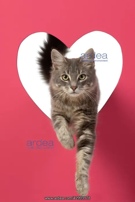 : CAT, sliver grey tabby cat jumping through pink : CAT, sliver grey tabby cat jumping through pink