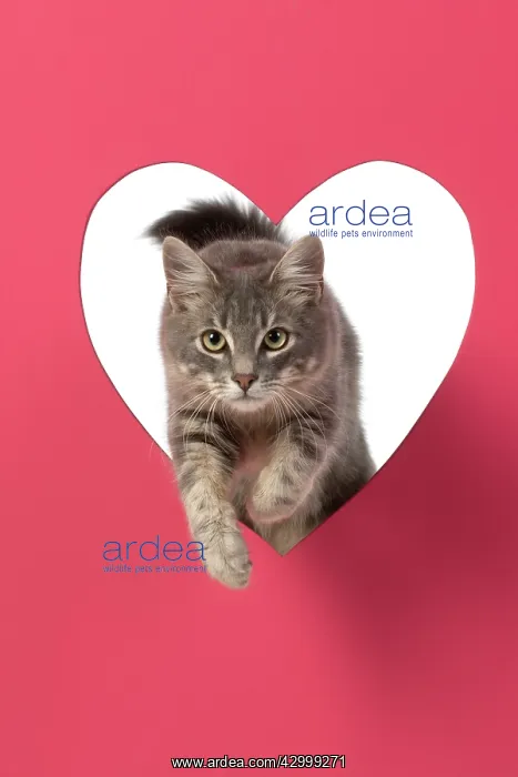 : CAT, sliver grey tabby cat jumping through pink : CAT, sliver grey tabby cat jumping through pink