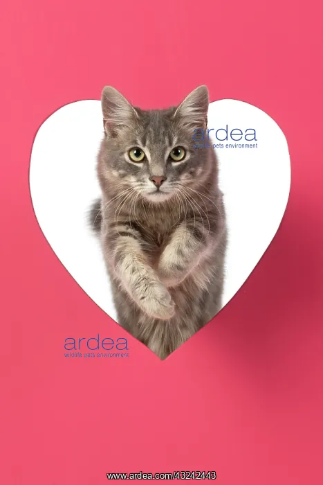 : CAT, sliver grey tabby cat jumping through pink : CAT, sliver grey tabby cat jumping through pink
