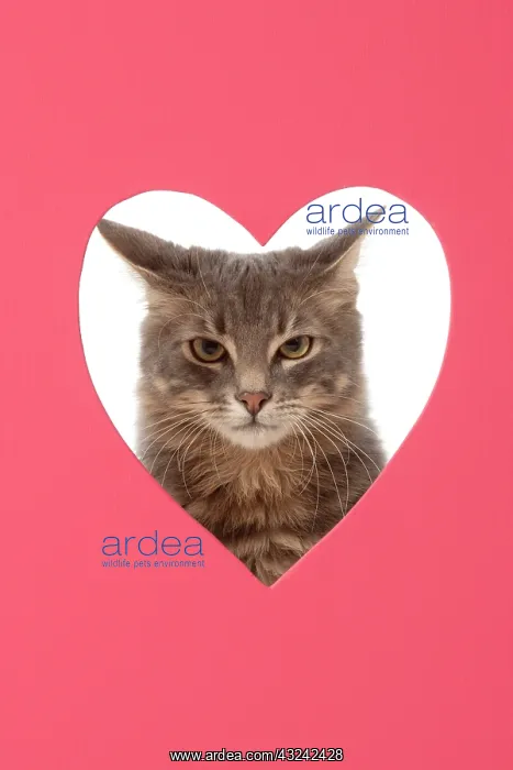 : CAT, sliver grey tabby cat looking grumpy, through : CAT, sliver grey tabby cat looking grumpy, through
