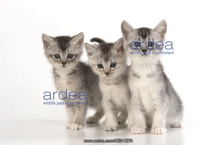 : CAT. sliver kittens ( 6 wks old ) on white background : CAT. sliver kittens ( 6 wks old ) on white background