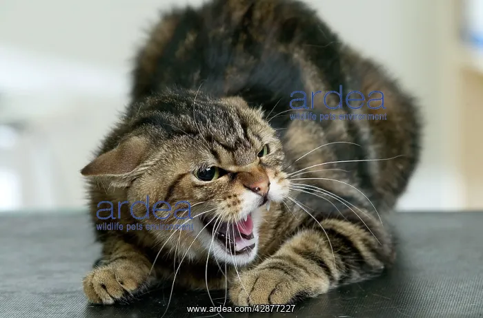  : CAT - snarling