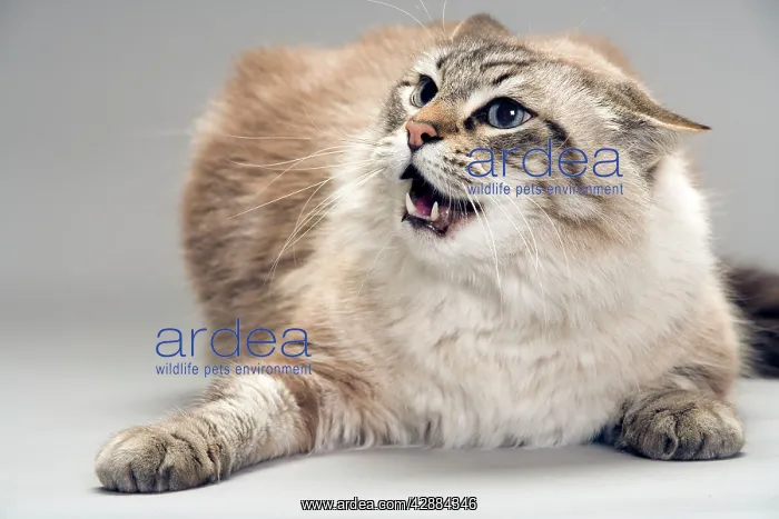  : Cat - snarling  /  angry