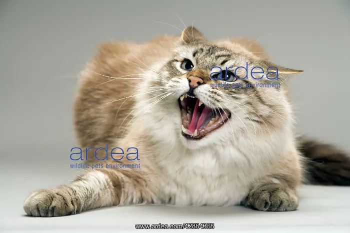 : Cat - snarling  /  angry