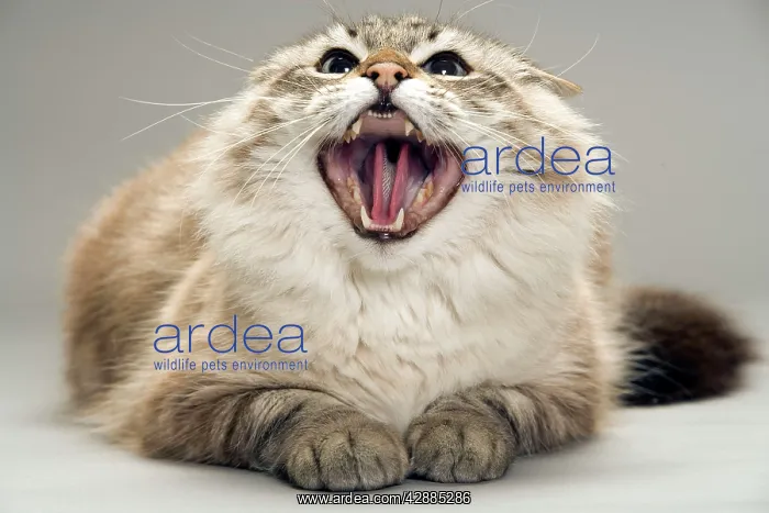  : Cat - snarling  /  angry