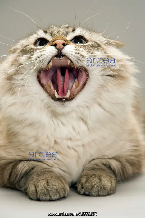 : Cat - snarling  /  angry