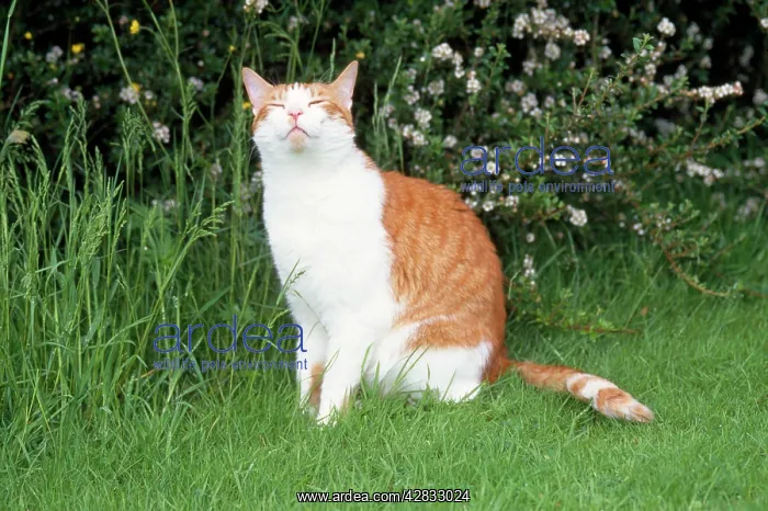 : CAT - sniffing the air in garden : CAT - sniffing the air in garden