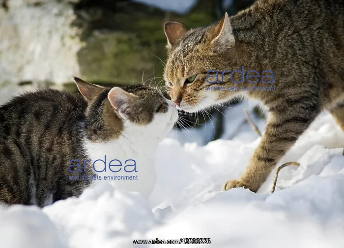 : Cat sniffing an old tabby tomcat in the snow, Satteldorf : Cat sniffing an old tabby tomcat in the snow, Satteldorf