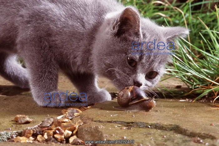 : CAT - SNIFFING SNAIL : CAT - SNIFFING SNAIL
