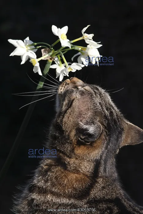 : Cat sniffing Tazetta Daffodils in spring Var France : Cat sniffing Tazetta Daffodils in spring Var France