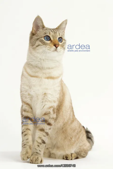  : Cat - Snow Bengal, Shorthair