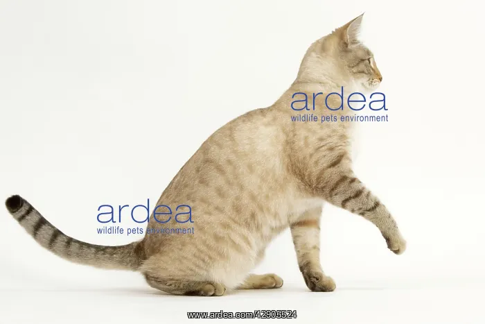  : Cat - Snow Bengal in studio