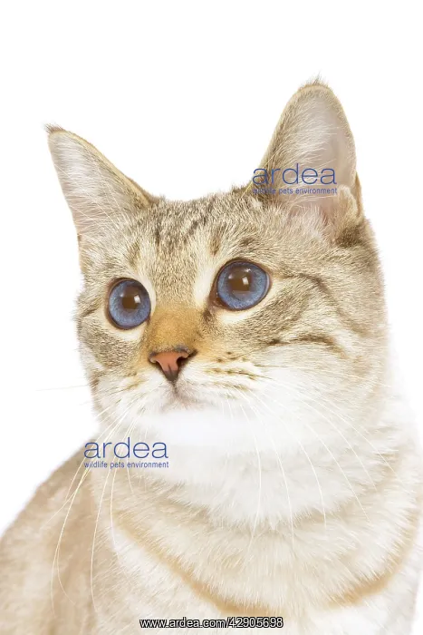  : Cat - Snow Bengal in studio