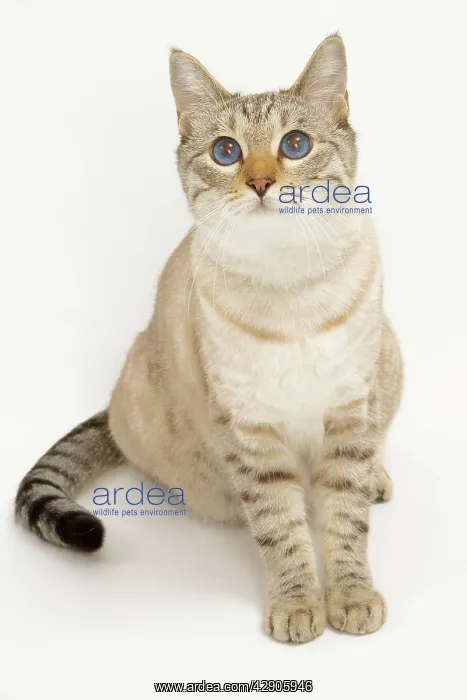  : Cat - Snow Bengal in studio