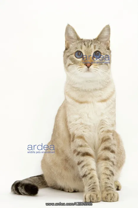  : Cat - Snow Bengal in studio