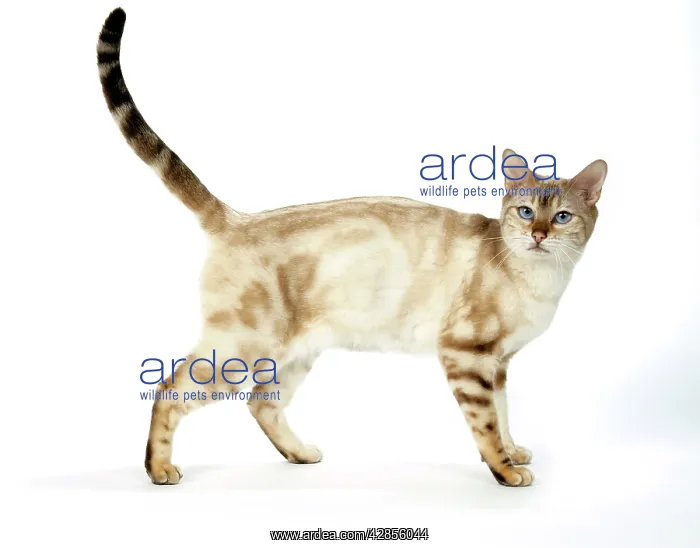  : CAT. Snow Marble blue-eyed Bengal