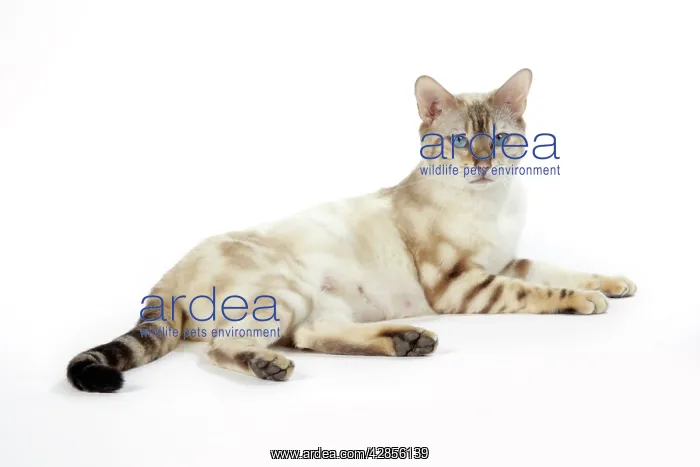 : CAT. Snow Marble blue-eyed Bengal : CAT. Snow Marble blue-eyed Bengal