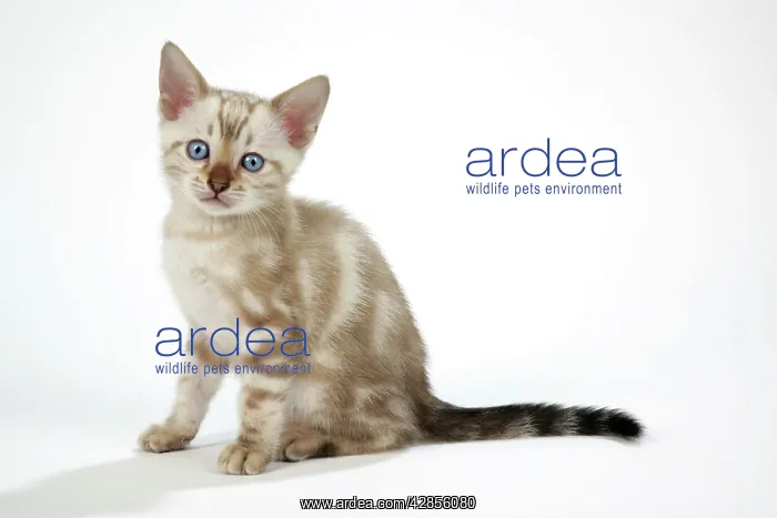 : CAT. Snow Marble blue-eyed Bengal kitten - 6 weeks old : CAT. Snow Marble blue-eyed Bengal kitten - 6 weeks old