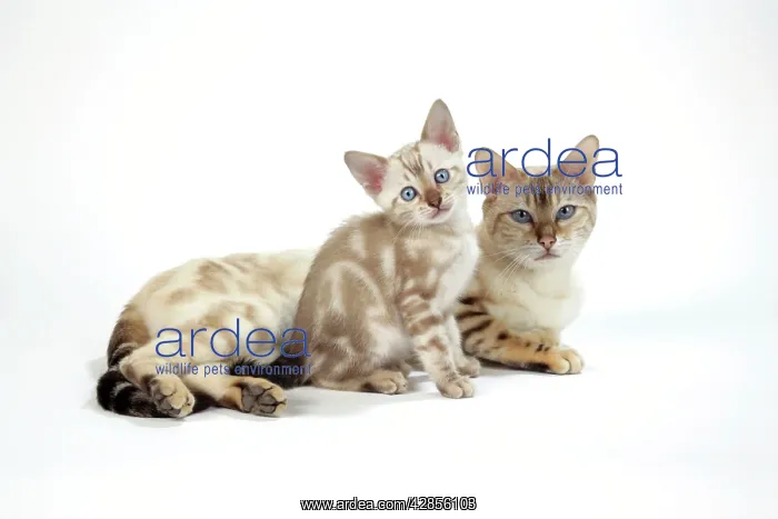 : CAT. Snow Marble blue-eyed Bengal with kitten - 6 weeks old : CAT. Snow Marble blue-eyed Bengal with kitten - 6 weeks old