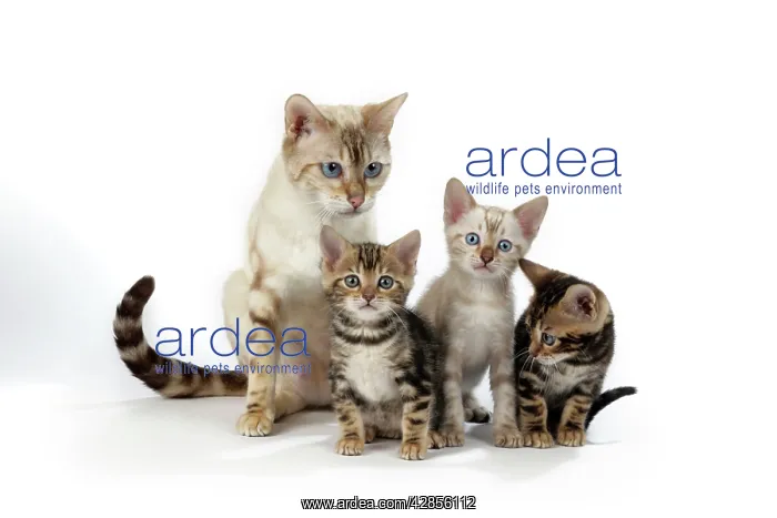 : CAT - Snow Marble blue-eyed Bengal & kitten & Brown : CAT - Snow Marble blue-eyed Bengal & kitten & Brown